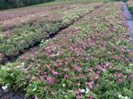 Potentilla en Spiraea in soorten, Ophalen of Verzenden, Struik