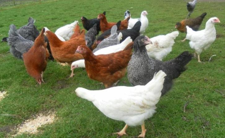 Legkippen legklaar - 0472-51.09.71 - open tot21h, Dieren en Toebehoren, Pluimvee, Kip