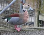 Eenden, Dieren en Toebehoren, Pluimvee