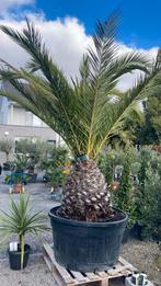Phoenix canariensis, Ophalen