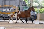 Chique hengstenveulen, Springpaard, Gechipt, Niet van toepassing, 0 tot 2 jaar