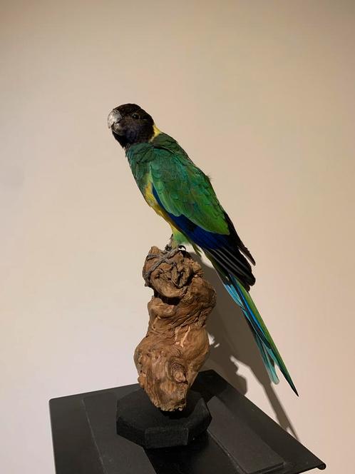 Opgezette Port Lincolnparkiet - Wildernis Atelier, Verzamelen, Dierenverzamelingen, Nieuw, Opgezet dier, Vogel, Ophalen of Verzenden