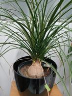 Olifantepootje, Tuin en Terras, Planten | Tuinplanten, Ophalen