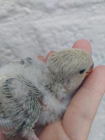 Dwergpapegaai baby zeer tam beschikbaar voor biedingen