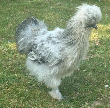 Zijdehoen haan, Mâle, Poule ou poulet