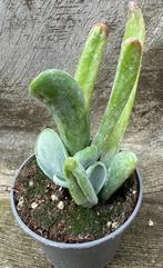 Kalanchoe Luciae 'Oricula', Plante succulente, Envoi, Moins de 100 cm
