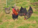 Marans kippen, Dieren en Toebehoren, Pluimvee, Meerdere dieren, Kip