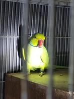 Te. Koop, Dieren en Toebehoren, Vogels | Parkieten en Papegaaien, Vrouwelijk, Papegaai, Geringd