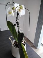 orchidée à vendre sans cache-pot., Maison & Meubles, Plantes d'intérieur, Enlèvement