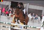 Springmerrie te koop, Dieren en Toebehoren, Paarden, Merrie, 165 tot 170 cm, Springpaard, Gechipt