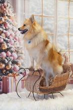 Studio kerstfoto’s, Dieren en Toebehoren, Ophalen, Nieuw