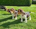 beagle pups, Dieren en Toebehoren, Honden | Beagles, Bassets en Lopende honden, België, Beagle, CDV (hondenziekte), 8 tot 15 weken