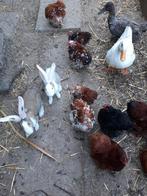 Cochin hennen en hanen, Dieren en Toebehoren, Pluimvee