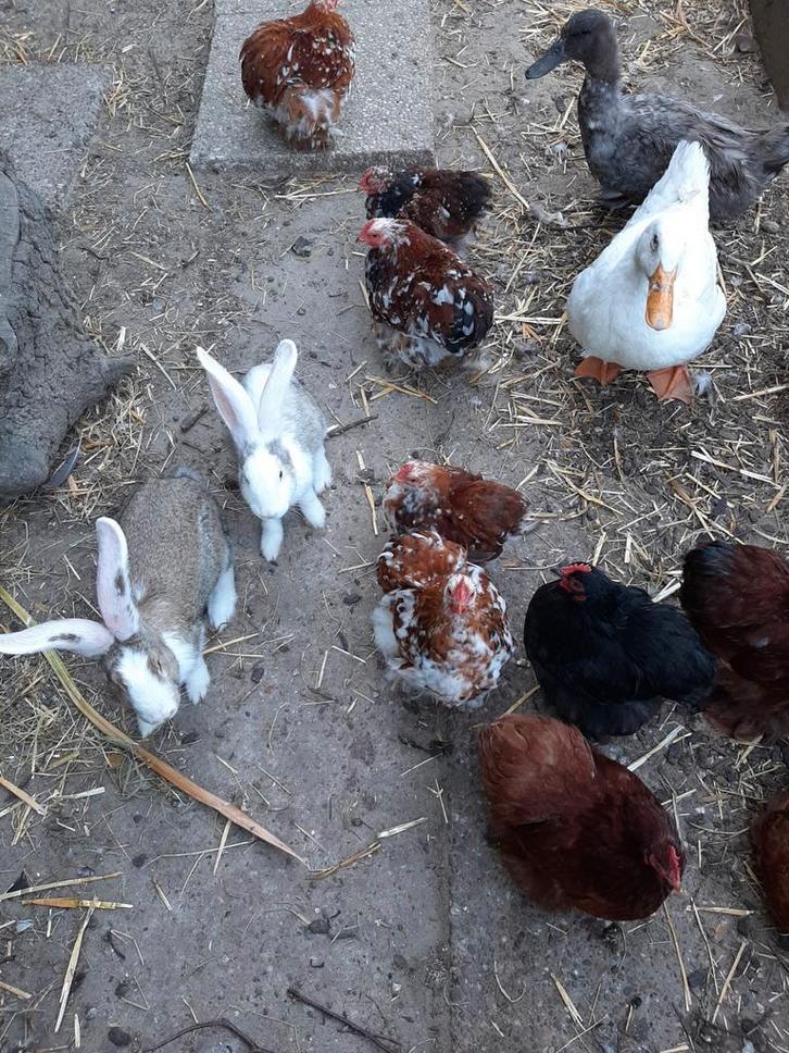 Cochin hennen en hanen, Dieren en Toebehoren, Pluimvee