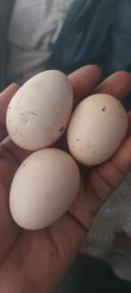 Onagadori  eieren, Dieren en Toebehoren, Meerdere dieren, Kip