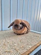 Nederlandse hangoordwerg voedster, Femelle, Nain, Oreilles tombantes, 0 à 2 ans