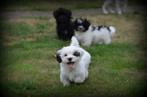 Speelse Boomer pups, Dieren en Toebehoren, België, Maltezer, CDV (hondenziekte), 8 tot 15 weken