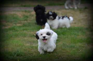 Speelse Boomer pups beschikbaar voor biedingen