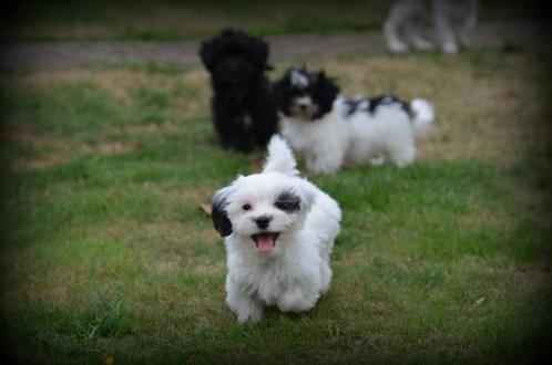 Speelse Boomer pups, Dieren en Toebehoren, Honden | Chihuahua's en Gezelschapshonden, Meerdere dieren, Maltezer, Fokker | Professioneel