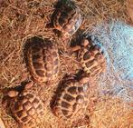 Griekse landschildpadden, Dieren en Toebehoren, Reptielen en Amfibieën