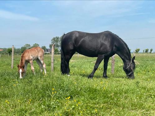 Te koop: Welsh C fokmerrie – Menai Lady Controversy, Dieren en Toebehoren, Paarden en Pony's | Dekhengsten en Fokmerries, Merrie