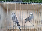 Grasparkieten, Dieren en Toebehoren, Meerdere dieren, Parkiet, Geringd