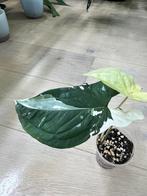 Syngonium Albo Variegata, Huis en Inrichting, Kamerplanten, Ophalen