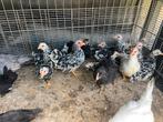 Chabo, Dieren en Toebehoren, Pluimvee