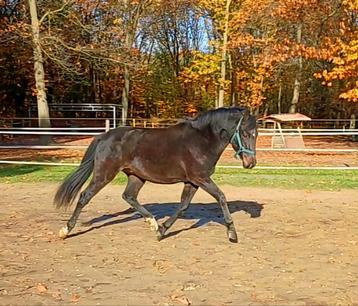 Gave en mega brave 2,5 jarige New Forest  beschikbaar voor biedingen