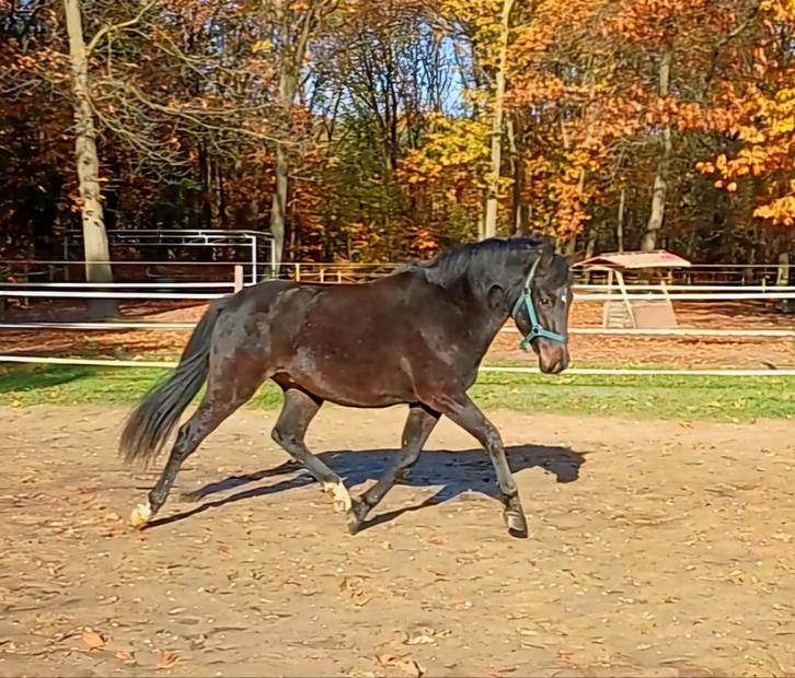 Gave en mega brave 2,5 jarige New Forest, Dieren en Toebehoren, Pony's, Hengst, Onbeleerd, D pony (1.37m tot 1.48m), 0 tot 2 jaar