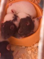 Rat, Dieren en Toebehoren, Knaagdieren, Rat, Meerdere dieren, Tam, September