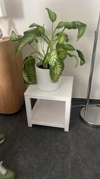 Witte bijzettafel met plant (excl. pot), Minder dan 55 cm, Vierkant, Zo goed als nieuw, Hout