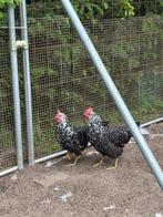 Zwarte bonte leghorn, Dieren en Toebehoren, Pluimvee, Vrouwelijk, Kip