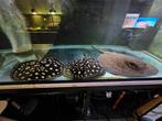 Potamotrygon Black diamond en Pearl, Dieren en Toebehoren, Vissen | Aquariumvissen