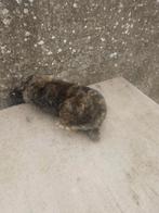 1 voedster rexdwerg konijn, Dieren en Toebehoren, Konijnen, Vrouwelijk, Dwerg, 0 tot 2 jaar