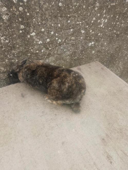 1 voedster rexdwerg konijn, Dieren en Toebehoren, Konijnen, Dwerg, Vrouwelijk, 0 tot 2 jaar