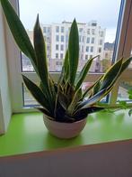 Grote gezonde Sanseveria, Ophalen