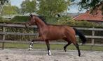 3jr KWPN dressuurpaard v.Bordeaux x Westpoint, Dieren en Toebehoren, Paarden, Ruin, Zadelmak, Dressuurpaard