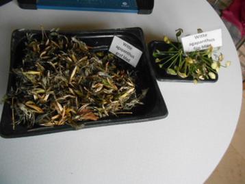 agapanthus zaad  beschikbaar voor biedingen