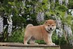 Chiots Shiba Inu, chiens super intelligents, Animaux & Accessoires, Chiens | Huskys, Loulous & Types primitifs, Plusieurs, Chien de traîneau