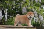 Shiba Inu pups, super intelligente honden, België, 8 tot 15 weken, CDV (hondenziekte), Poolhond