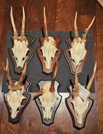 geweien reebok, Ophalen, Zo goed als nieuw, Wild dier, Schedel