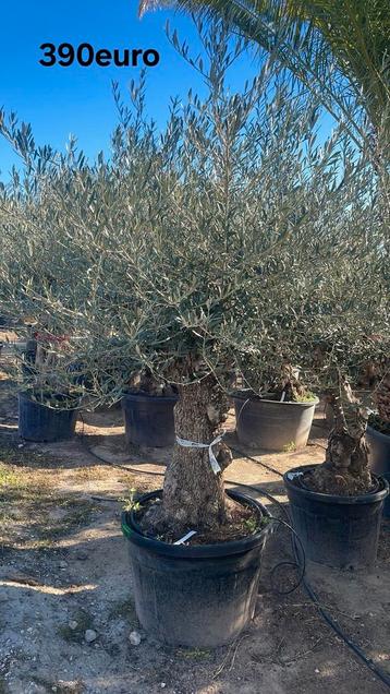 Olijfbomen aan promoprijzen vanaf april 2026 in België! beschikbaar voor biedingen
