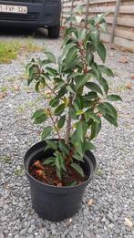 prunus lusitanica angustifolia, Tuin en Terras, Ophalen