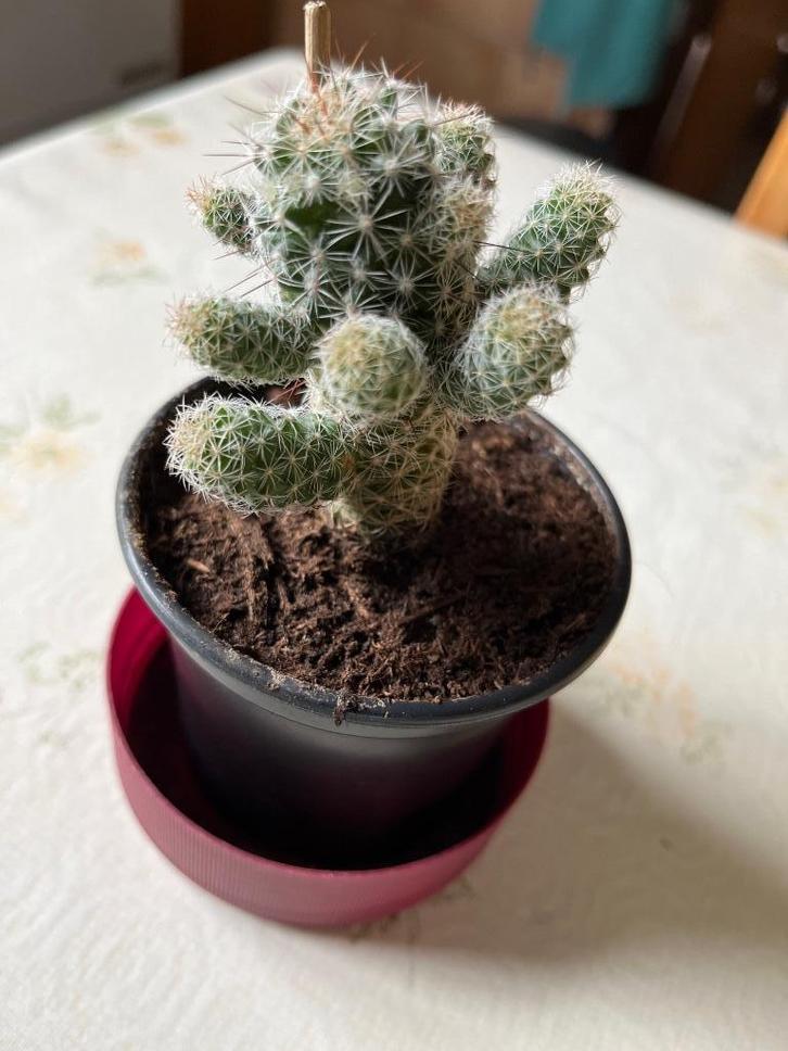 Cactus met 16 zijtakjes, Huis en Inrichting, Kamerplanten, Cactus, Bloeiende kamerplant, Volle zon, Ophalen of Verzenden