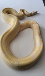 Boa Constrictor Imperator man Albino gungle, Dieren en Toebehoren, Slang