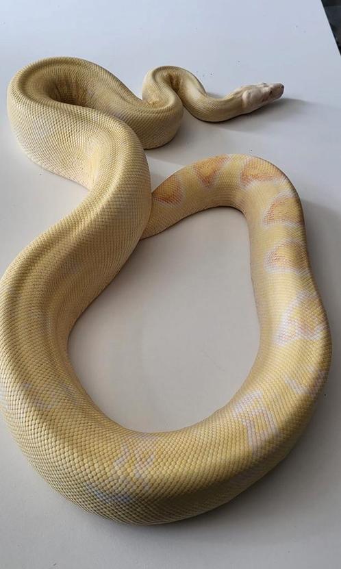 Boa Constrictor Imperator man Albino gungle, Dieren en Toebehoren, Reptielen en Amfibieën, Slang