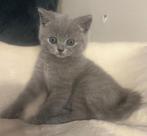 Brits korthaar kittens ️️️, Dieren en Toebehoren, Katten en Kittens | Raskatten | Korthaar, Meerdere dieren, Gechipt, 0 tot 2 jaar