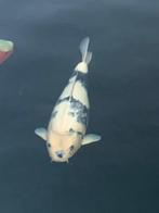 Japanse koi Shiro-Utsuri, Dieren en Toebehoren, Vissen | Vijvervissen, Karper of Koi