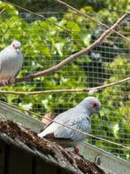 diamantduif, Animaux & Accessoires, Oiseaux | Pigeons, Autres espèces